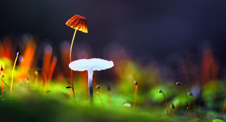 Como os fungos e as plantas são semelhantes?