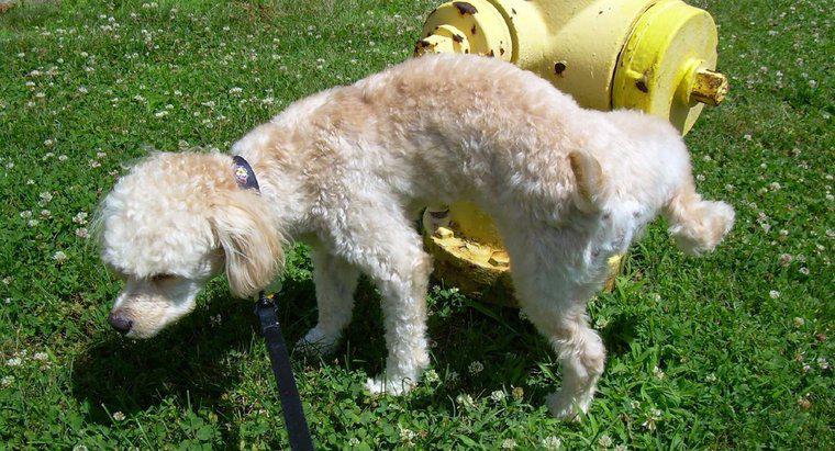 Onde você pode aprender a treinar rapidamente um cachorro para usar o potty?