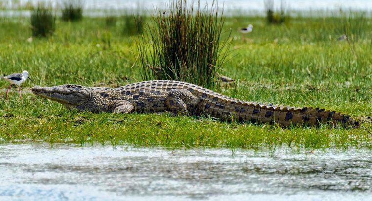 Os crocodilos são maiores do que os jacarés?