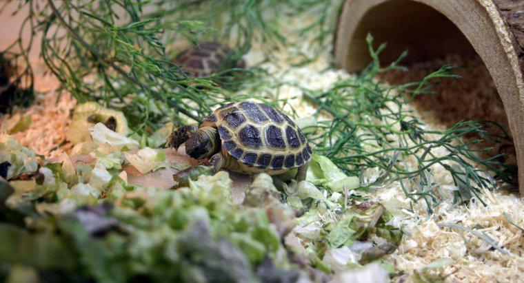 O que está incluído em um kit completo de habitat para tartarugas?