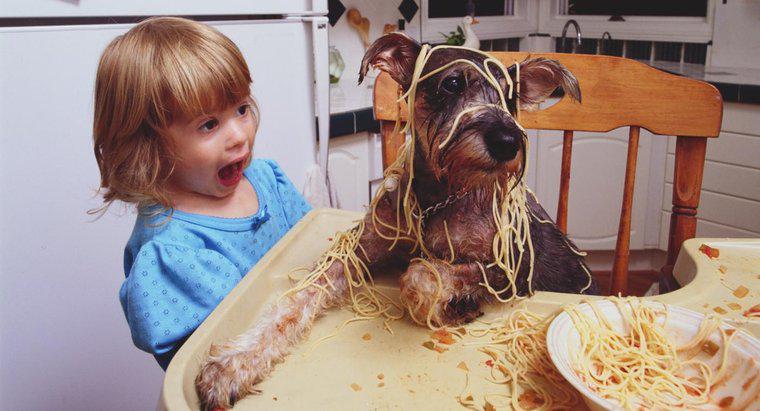 Os cães podem comer macarrão?