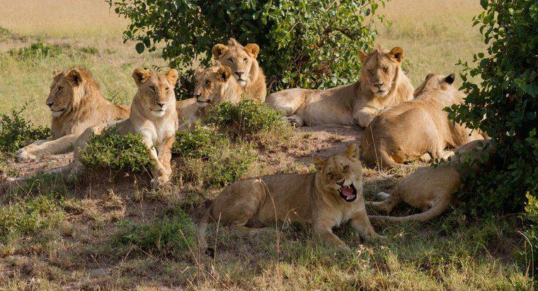 O que é um grupo de Leões?