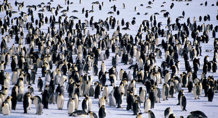 Onde vivem os pinguins?