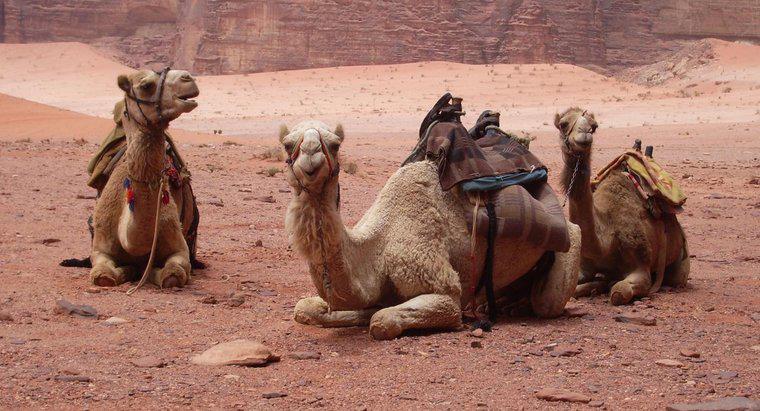 Quanto tempo os camelos vivem?