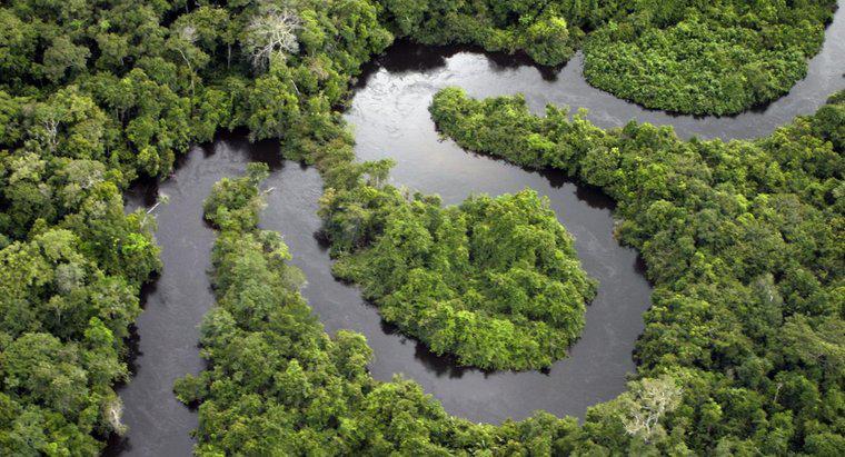 Que tipos de corpos d'água são encontrados em uma floresta tropical?
