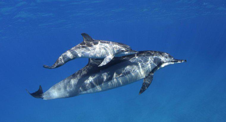 Quantos bebês os golfinhos têm?