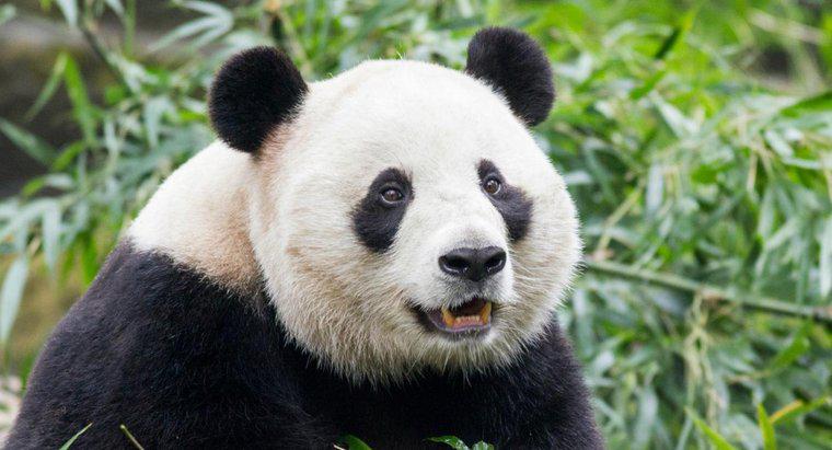 Quais são alguns dos inimigos do panda gigante?