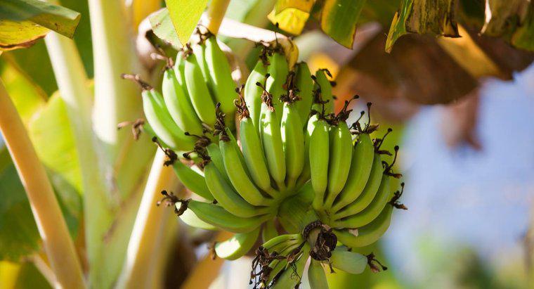 Como as bananas se reproduzem?