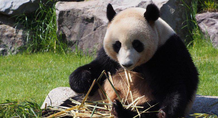 Como os pandas gigantes se adaptaram ao seu ambiente?
