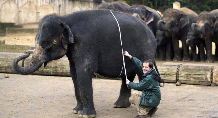 Quanto os elefantes pesam em toneladas?