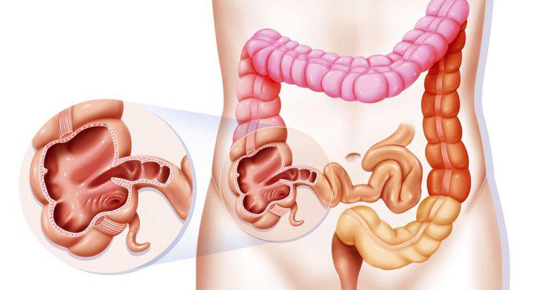 Como os alimentos viajam pelo sistema digestivo?