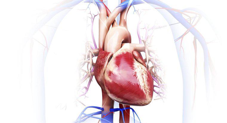 Quais são os órgãos do sistema circulatório?