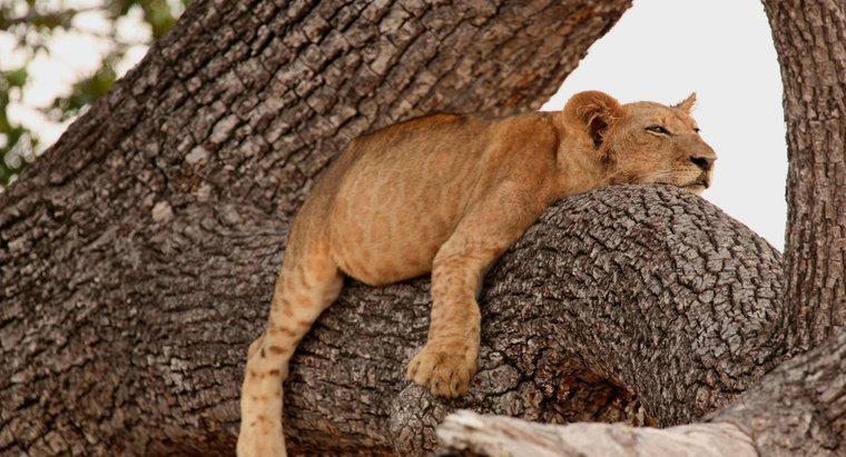 Os leões podem escalar árvores?