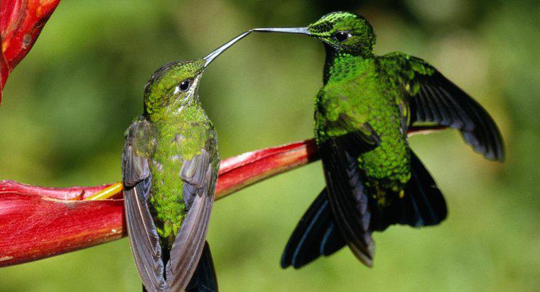 Como os colibris se reproduzem?