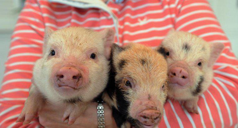 Que tipo de vacinação é necessária para micro porcos?