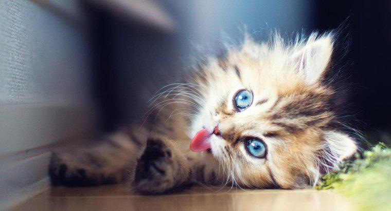O que os gatos persas comem?