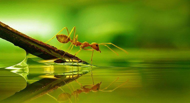 As formigas podem nadar?