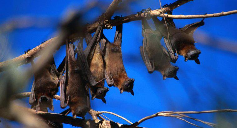 Como os morcegos se reproduzem?
