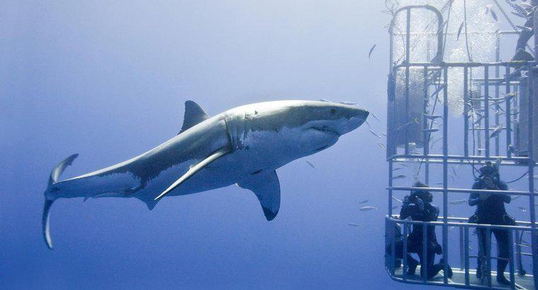 Qual é o maior tubarão branco já visto?