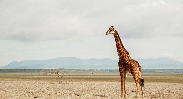 Qual é o habitat natural das girafas?