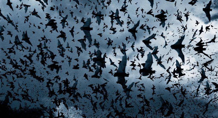 O que você chama de grupo de morcegos?