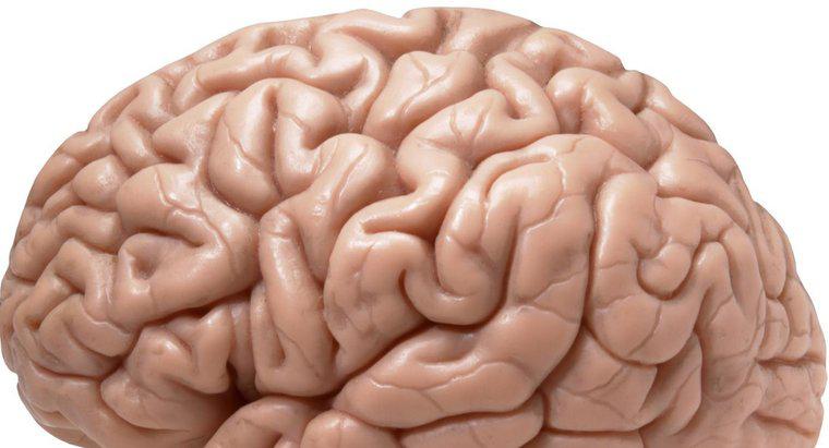 O lado direito do cérebro é o lado mais importante?