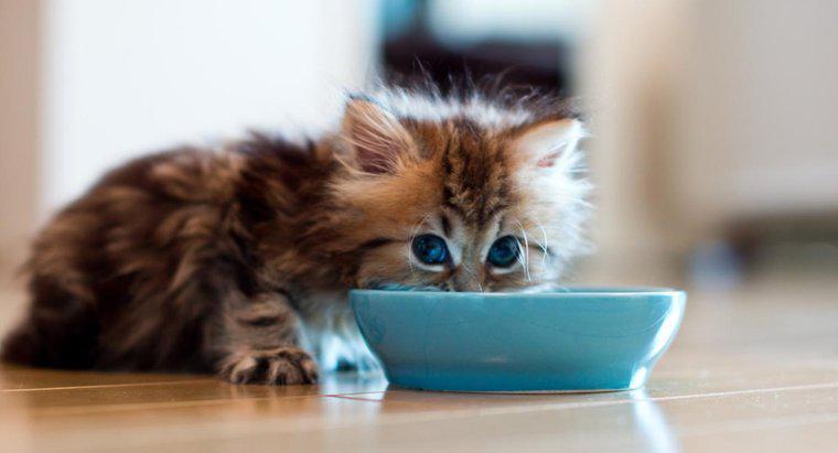 Quanto tempo pode um gato viver sem comida?