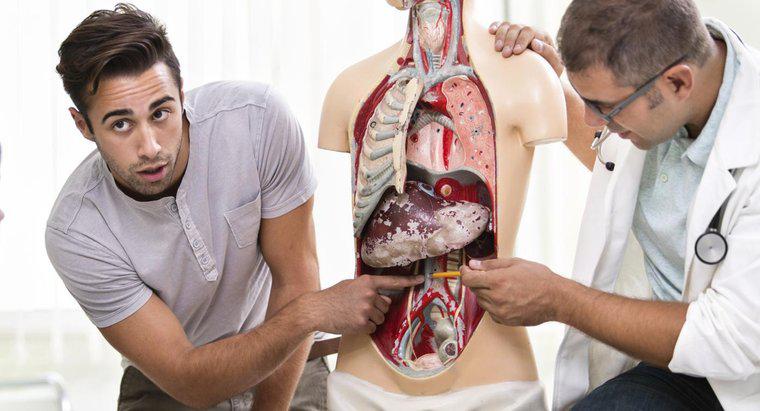 Quais órgãos estão próximos ao baço em um ser humano?