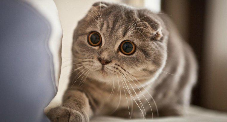 Quais são algumas coisas a se considerar antes de comprar um gatinho Scottish Fold?