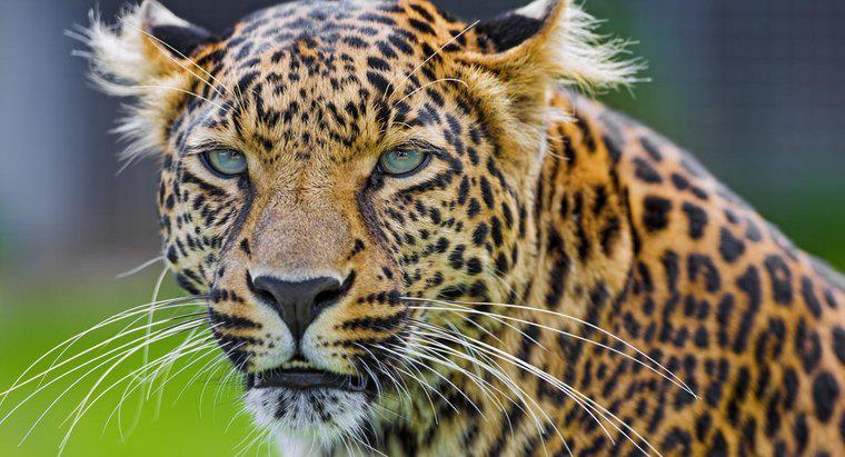 Qual é a diferença entre uma chita e um leopardo?