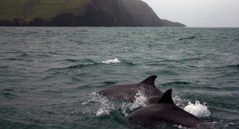 Posso nadar com golfinhos na Irlanda?