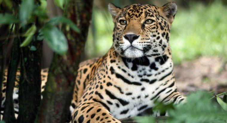 Como um Jaguar se protege?