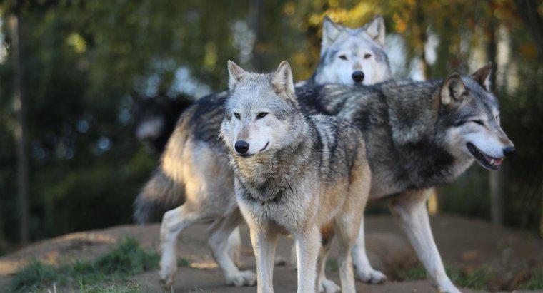 Existem lobos em Ohio?