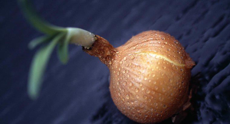 O que é a parte comestível de uma planta de cebola?