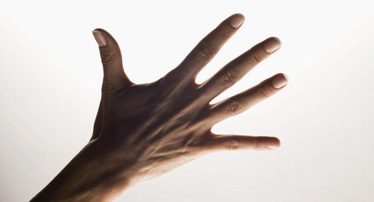 Quais são os nomes dos cinco dedos da mão?