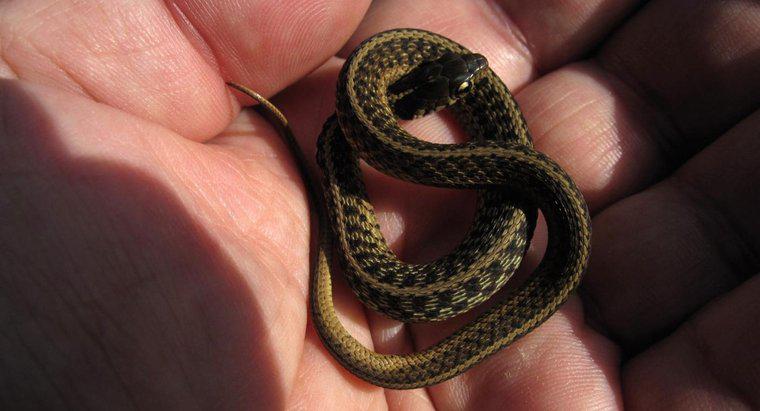 Como são chamadas as cobras bebês?