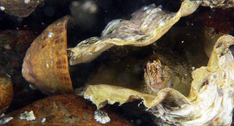 Como as ostras se movem?