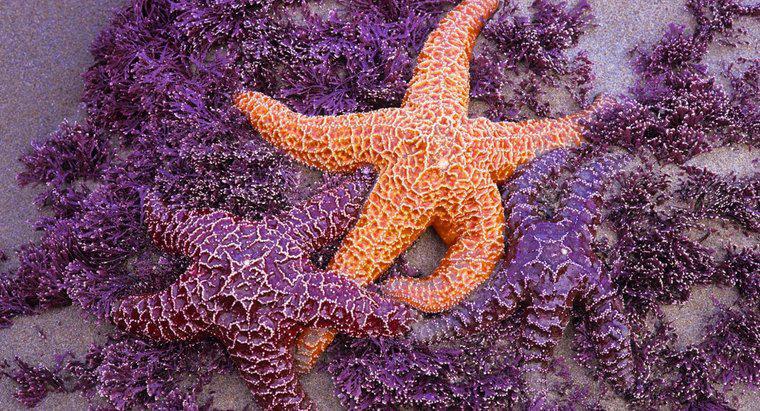 Como Starfish Mate?
