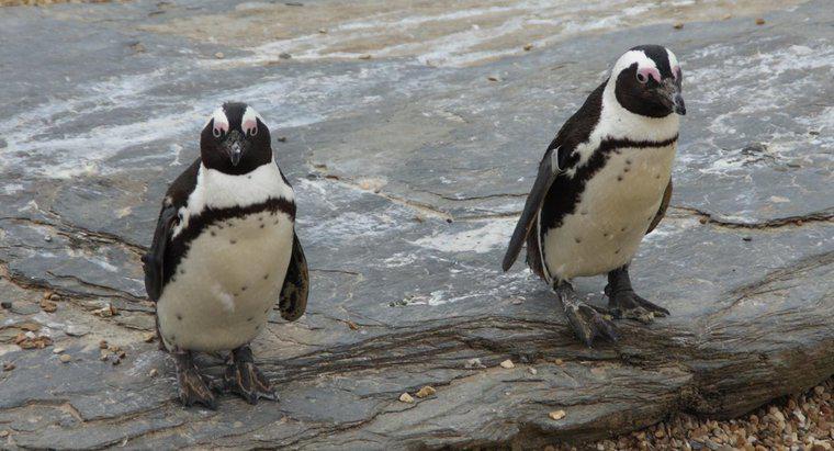 Quais são alguns fatos interessantes sobre os pinguins?