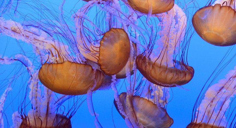 Como as medusas são classificadas cientificamente?