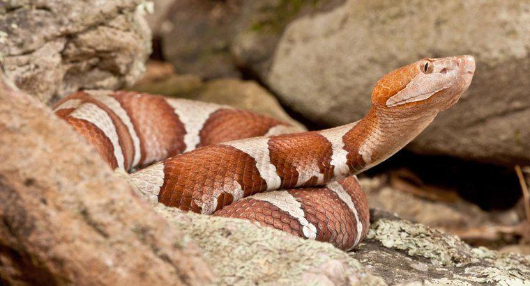 O que são cobras venenosas no Missouri?