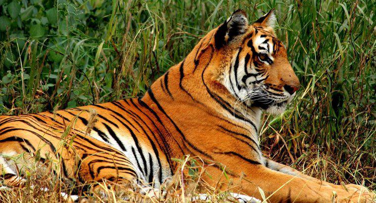 Quais são alguns fatos interessantes sobre o tigre de bengala para crianças?