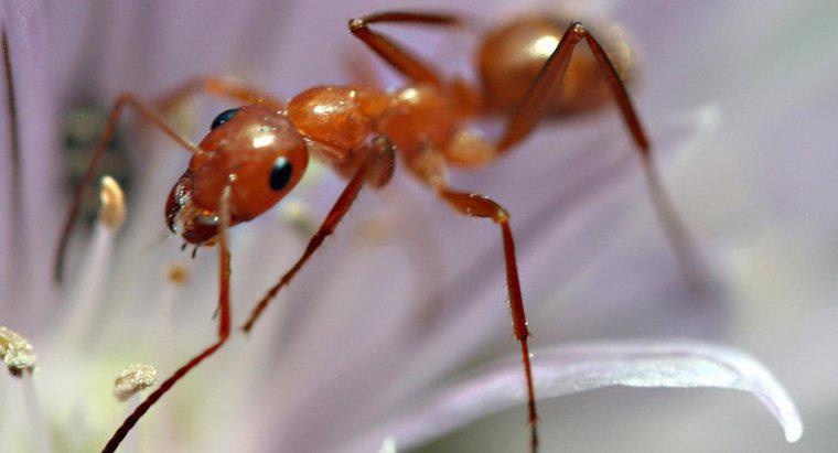 As formigas saem no inverno?