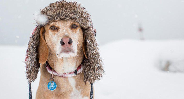 Que temperatura é muito fria para um cachorro?