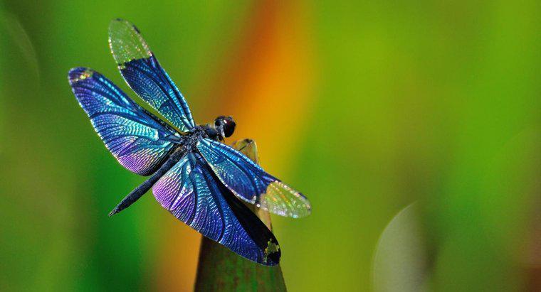 Qual é o nome científico da libélula?