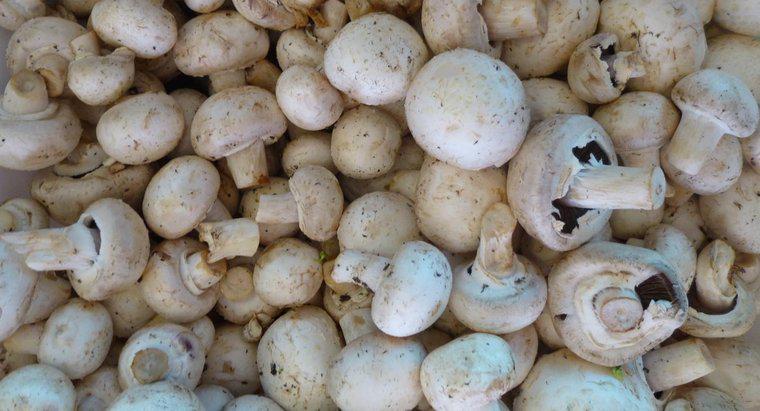 Quanto tempo os cogumelos permanecem frescos?