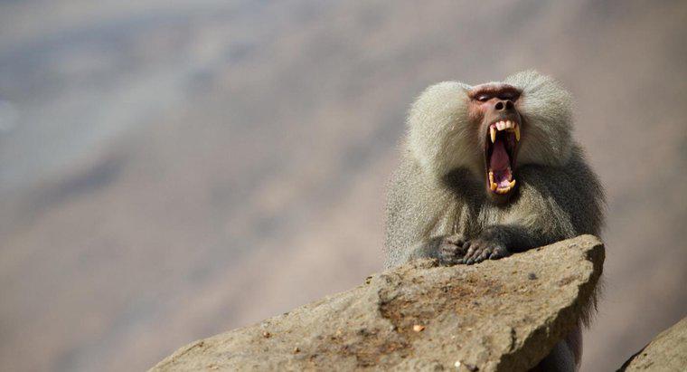 Qual é a duração dos dentes de um babuíno?