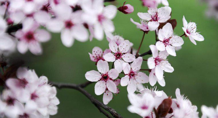 O que as flores de cerejeira representam nas tatuagens japonesas?