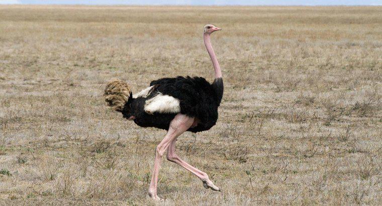 Onde vivem os avestruzes?