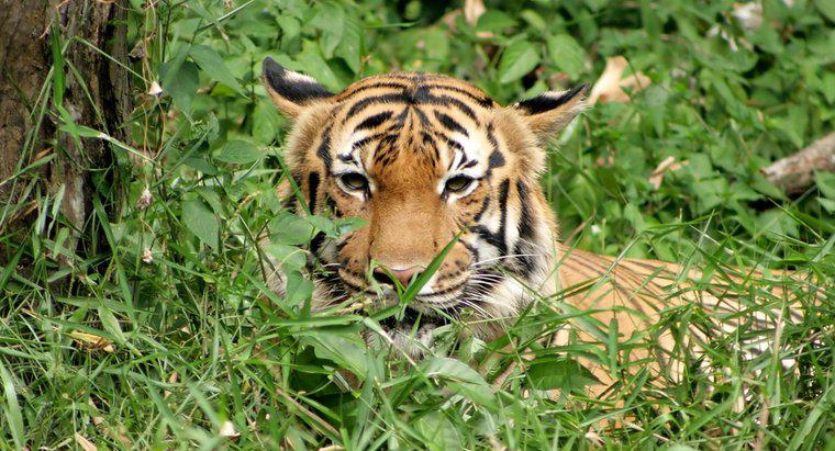 Que tipo de comida os tigres comem?